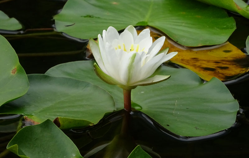 Nymphaea alba / Ninfea comune
