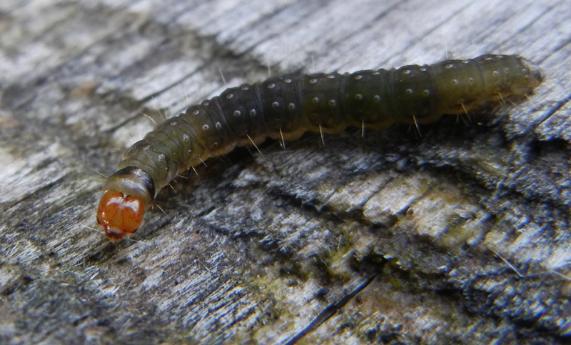 bruco: Pyralidae o Tortricidae ?...........dal Trentino