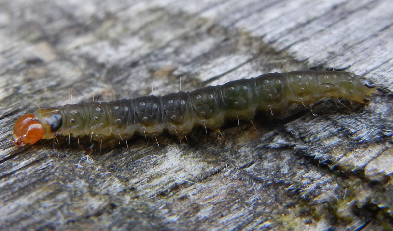 bruco: Pyralidae o Tortricidae ?...........dal Trentino