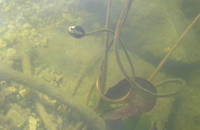 Nymphaea alba / Ninfea comune