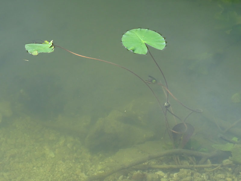 Nymphaea alba / Ninfea comune