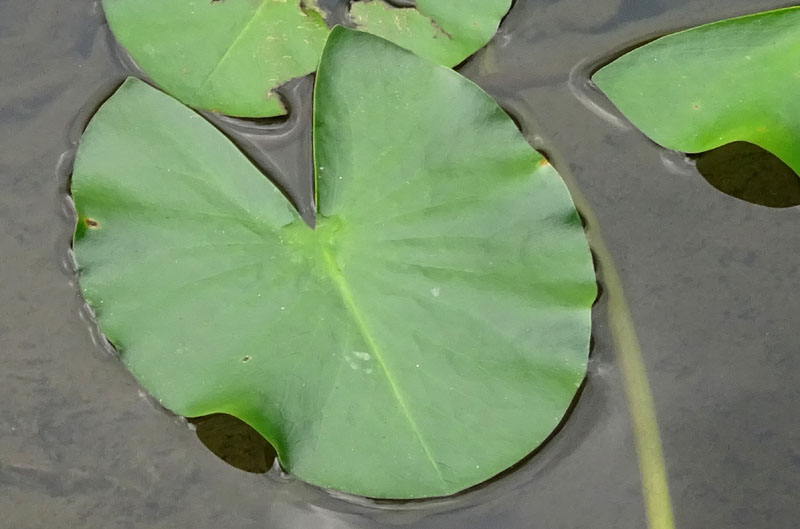 Nymphaea alba / Ninfea comune