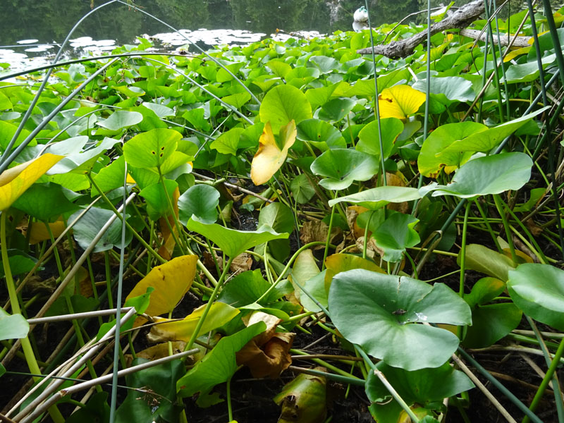 Nymphaea alba / Ninfea comune