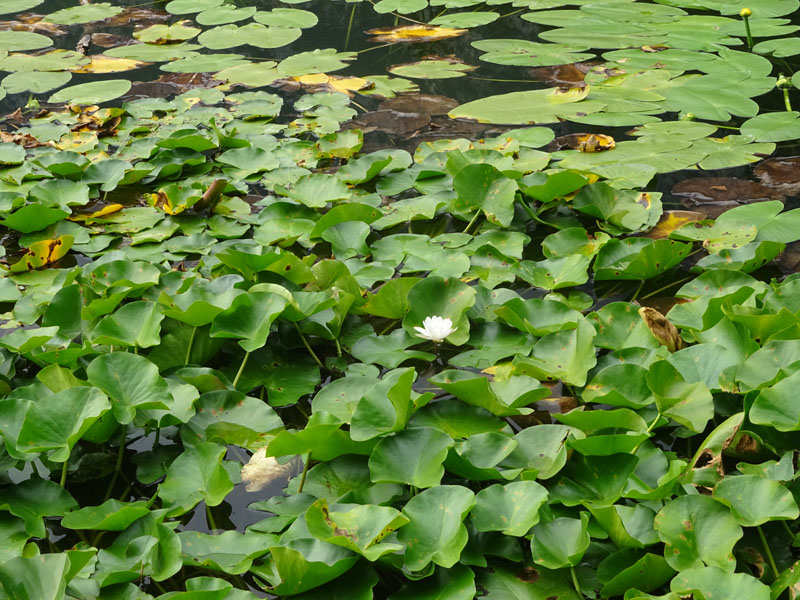 Nymphaea alba / Ninfea comune