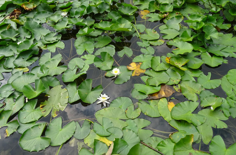 Nymphaea alba / Ninfea comune