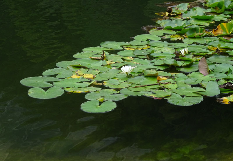 Nymphaea alba / Ninfea comune