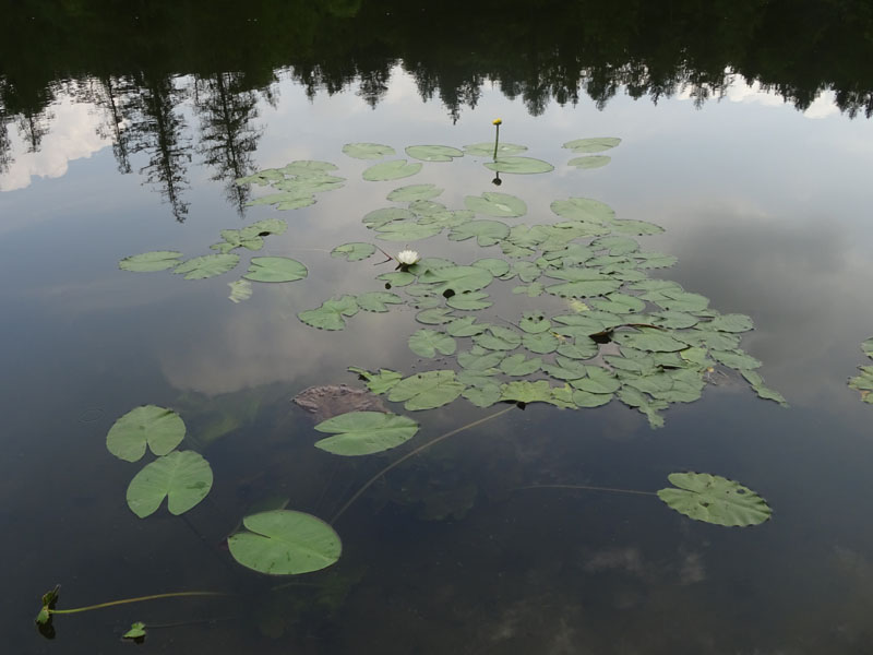 Nymphaea alba / Ninfea comune