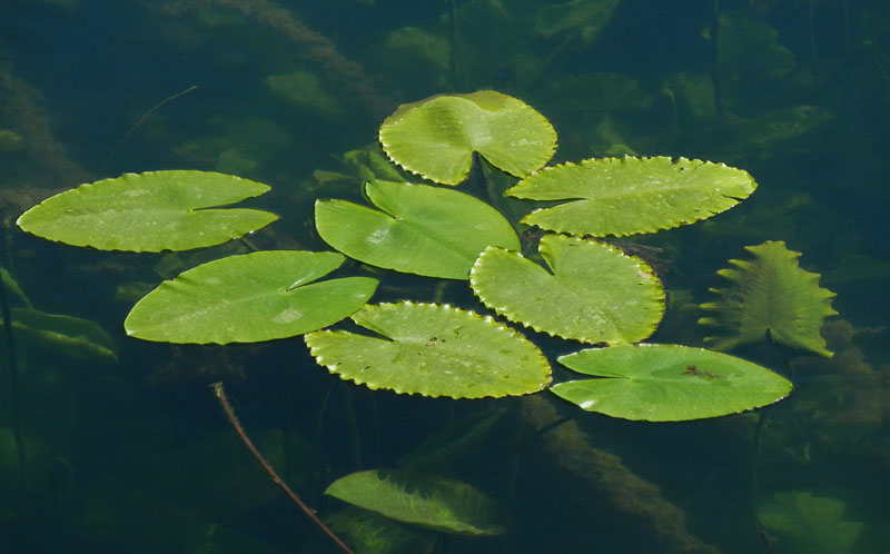 Nymphaea alba / Ninfea comune