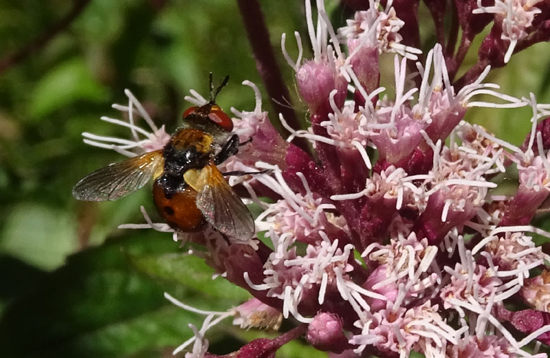 Tachinidae....da determinare