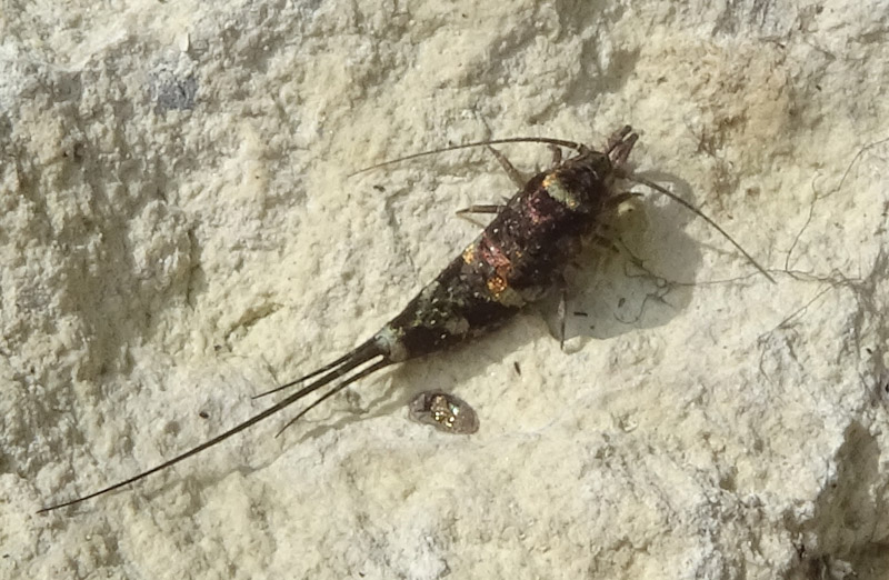 Machilidae.....Trigoniophthalmus sp. ?