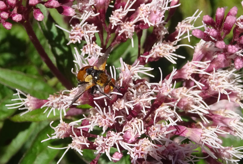 Tachinidae....da determinare