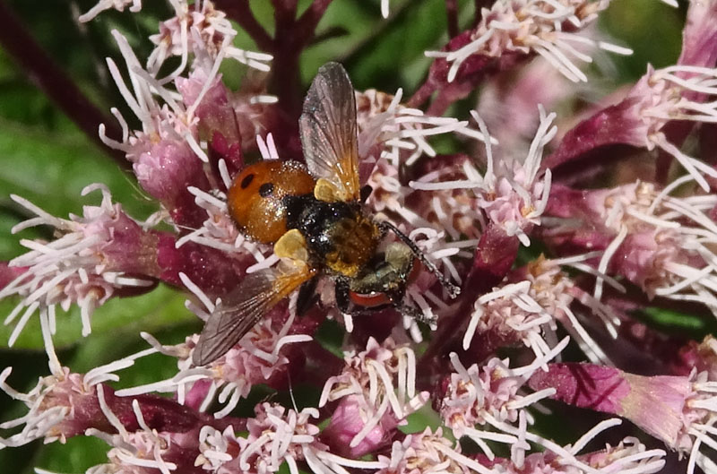 Tachinidae....da determinare