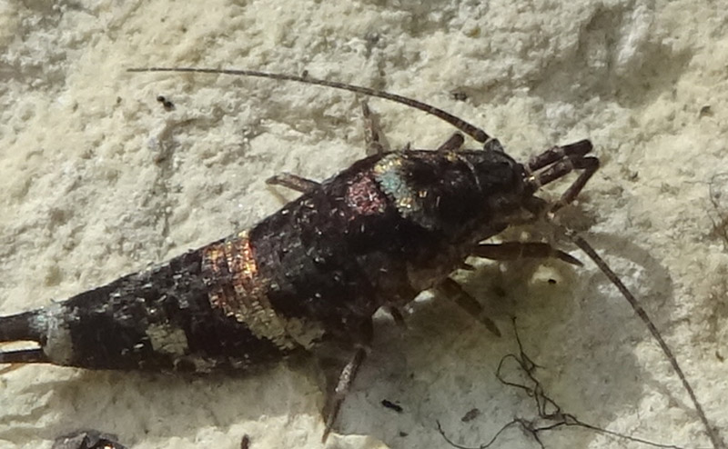 Machilidae.....Trigoniophthalmus sp. ?