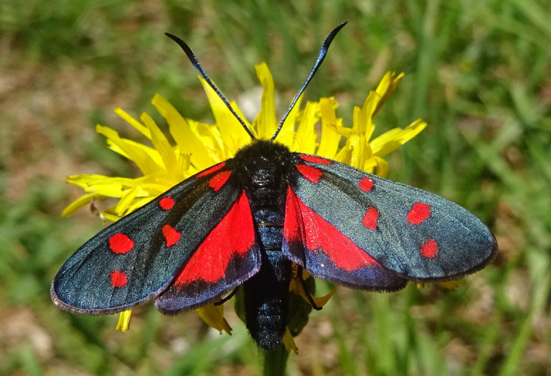 Zygaena transalpina