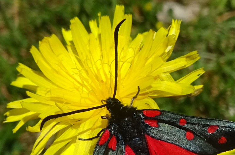 Zygaena transalpina