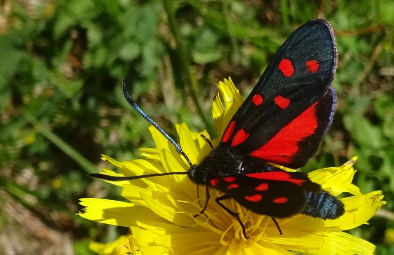 Zygaena transalpina