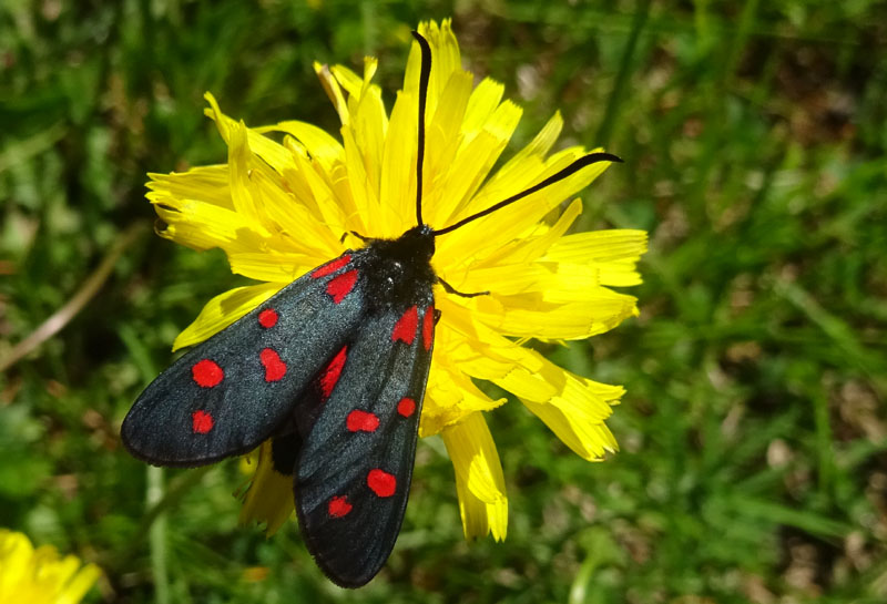 Zygaena transalpina