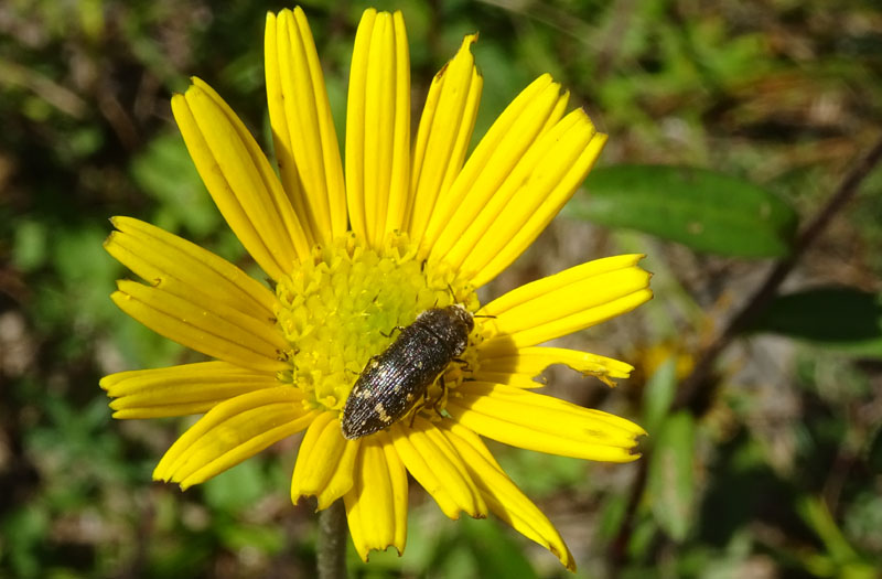 Acmaeoderella flavofasciata, Buprestidae