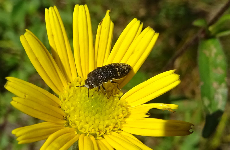 Acmaeoderella flavofasciata, Buprestidae