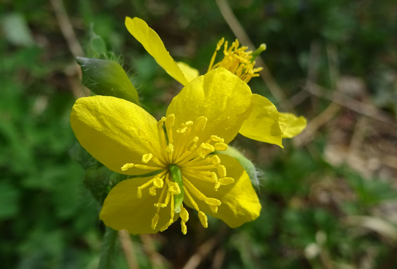 Chelidonium majus / Celidonia