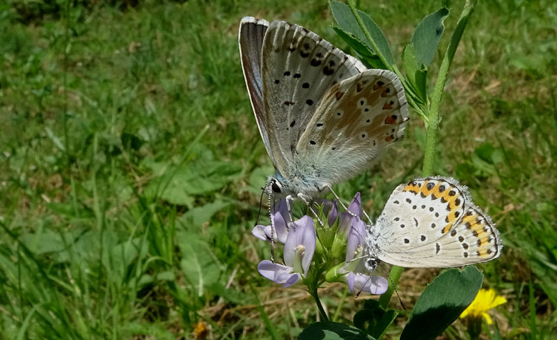 P. coridon e P. argus ?