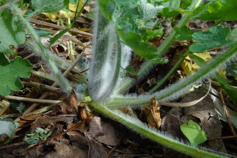 Chelidonium majus / Celidonia