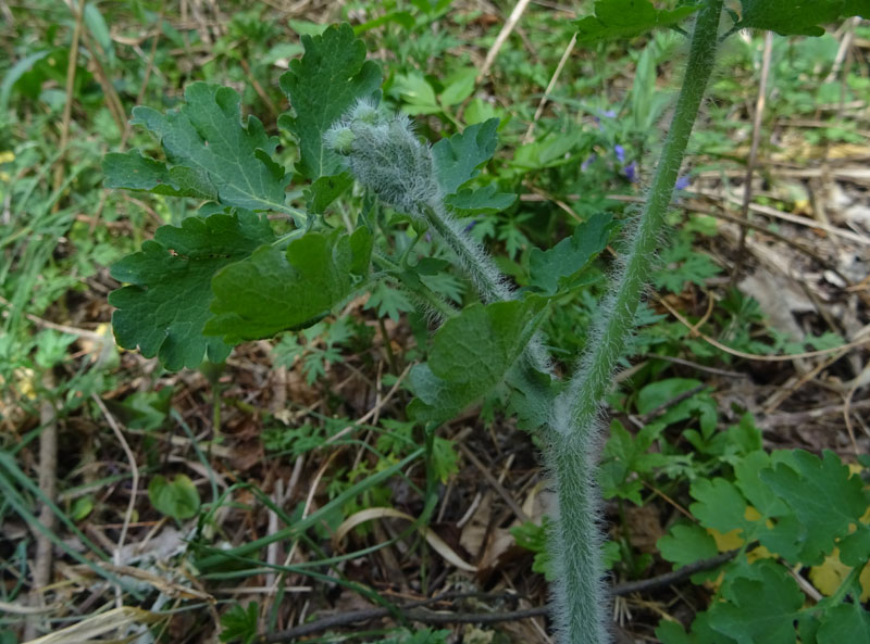 Chelidonium majus / Celidonia