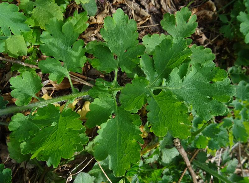 Chelidonium majus / Celidonia