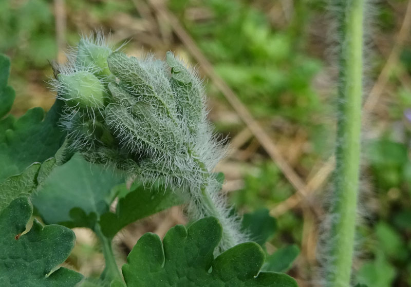 Chelidonium majus / Celidonia