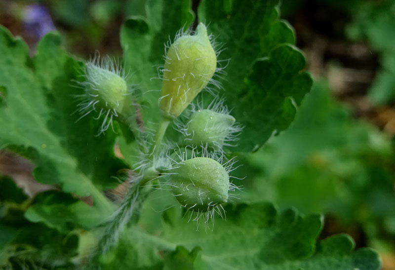 Chelidonium majus / Celidonia