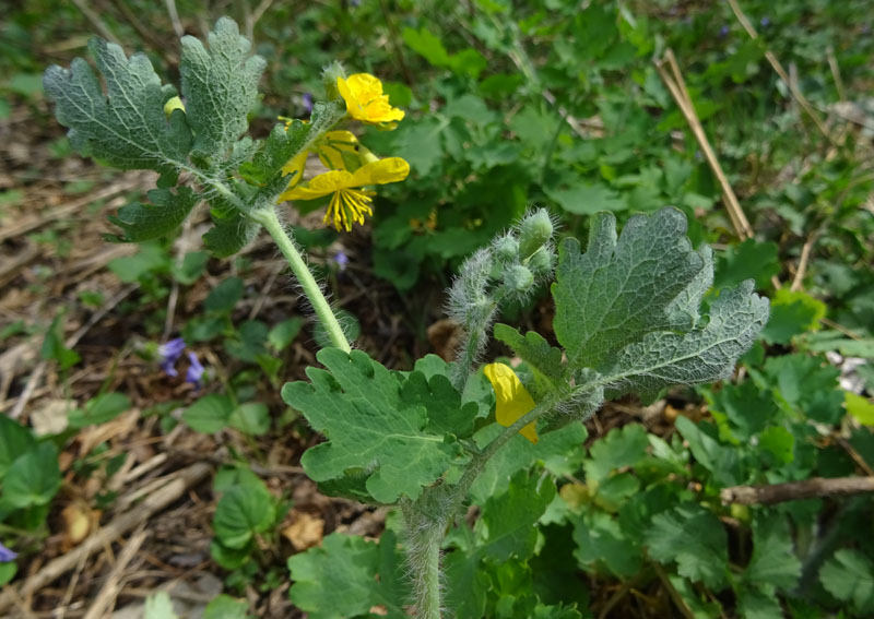 Chelidonium majus / Celidonia