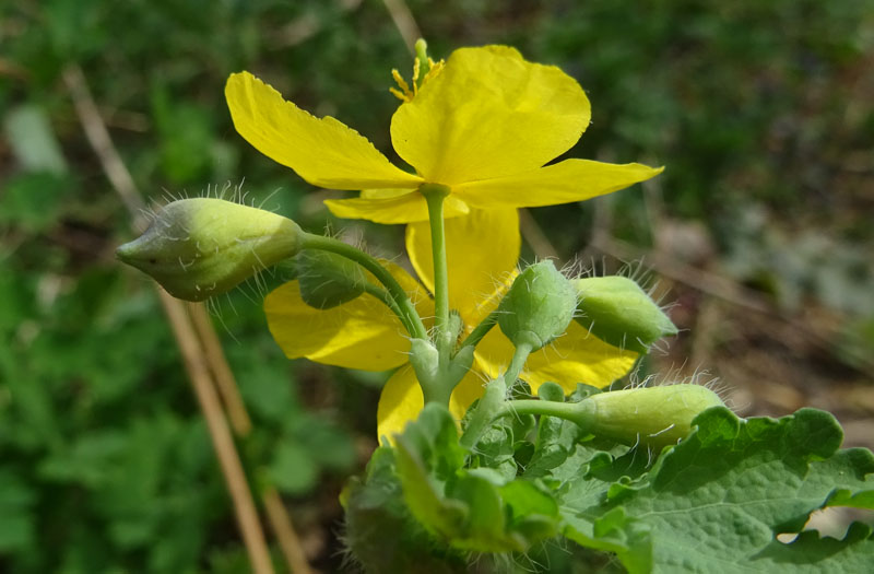 Chelidonium majus / Celidonia