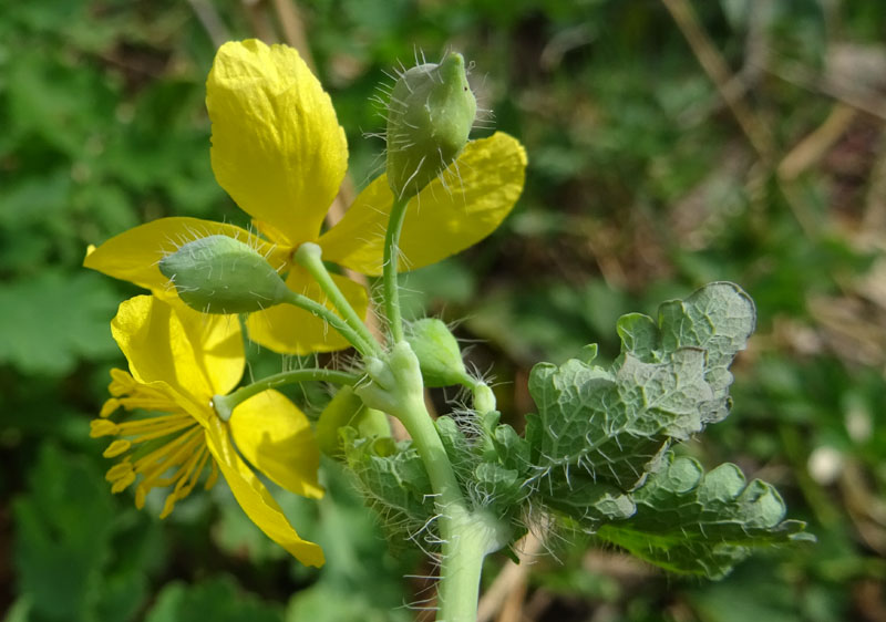 Chelidonium majus / Celidonia