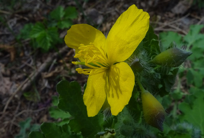 Chelidonium majus / Celidonia