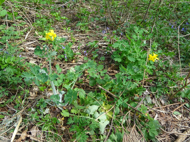 Chelidonium majus / Celidonia