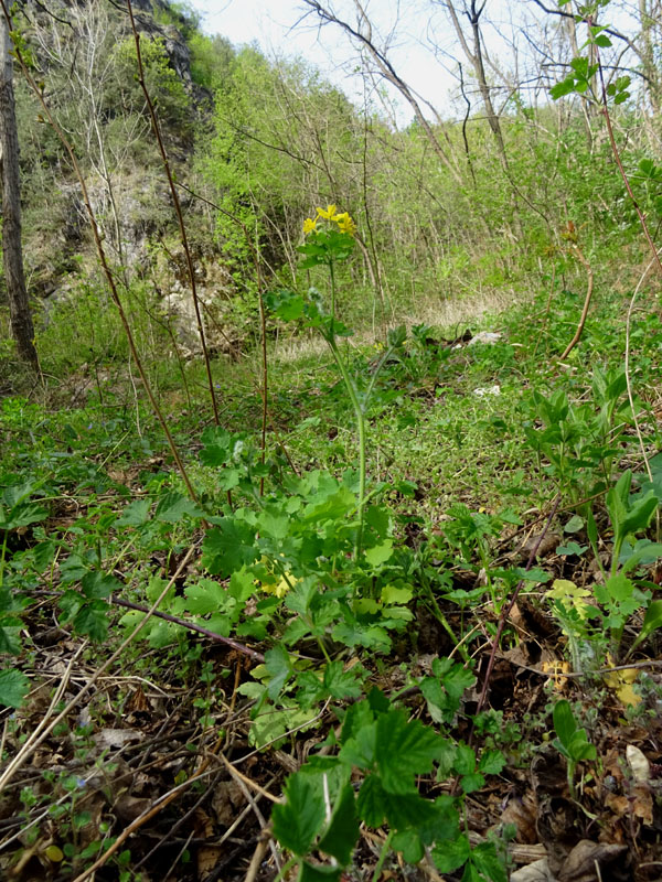 Chelidonium majus / Celidonia