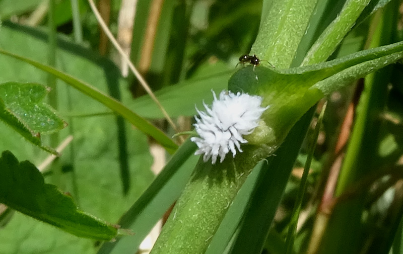 larva: Cryptolaemus montrouzieri