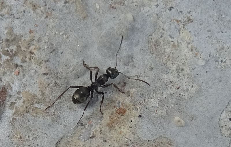 Formica (Raptiformica) sanguinea con  F.(Serviformica) sp.