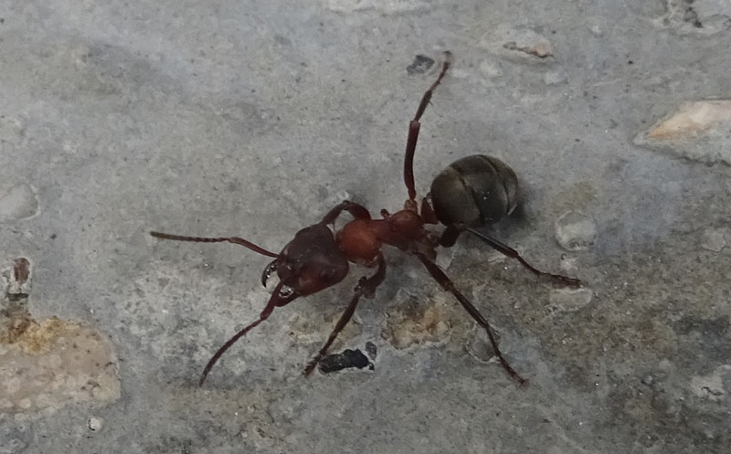 Formica (Raptiformica) sanguinea con  F.(Serviformica) sp.