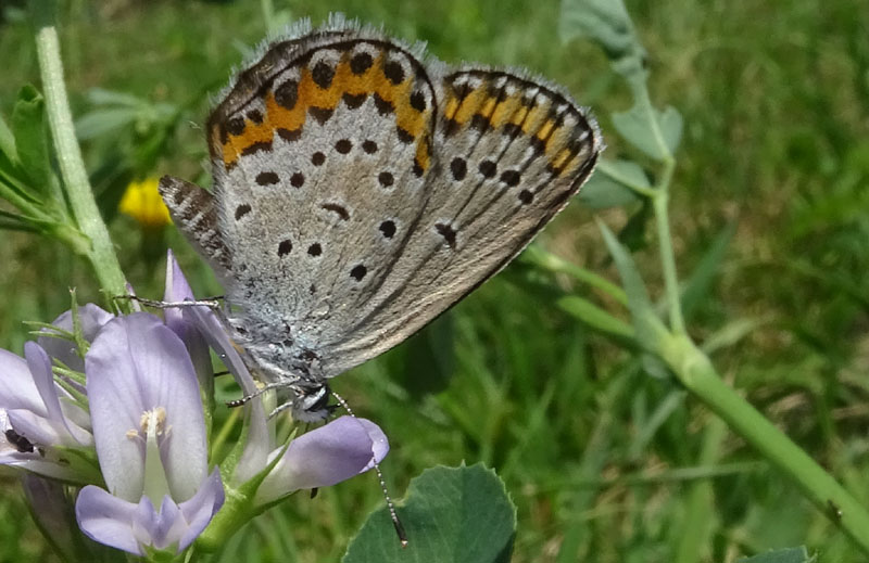 Lycaenidae....da determinare