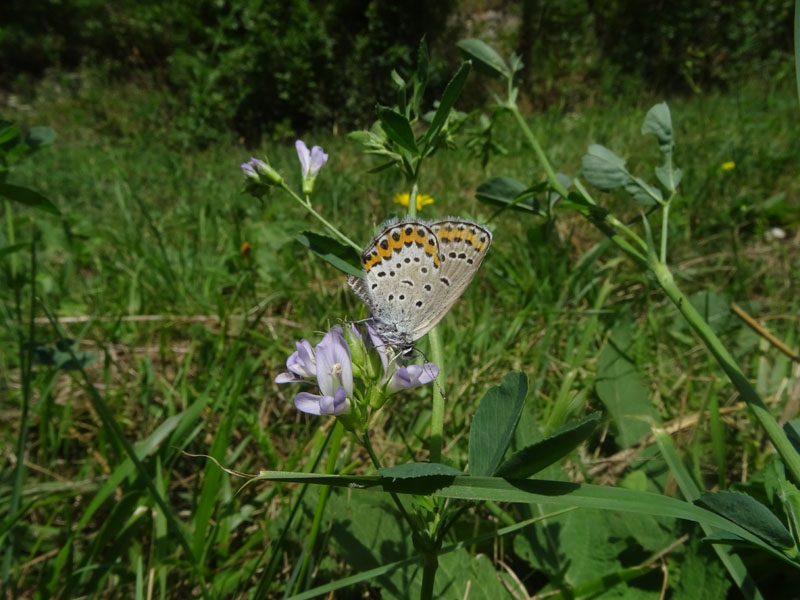 Lycaenidae....da determinare
