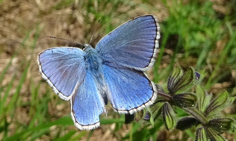 solo pagina superiore.....Lycaenidae