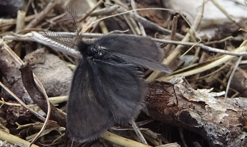 Epichnopteryx cfr. plumella - Psychidae