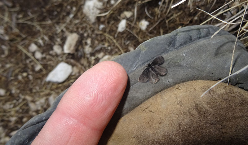 Epichnopteryx cfr. plumella - Psychidae