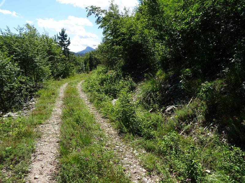 Spialia sertorius - Hesperidae.............dal Trentino
