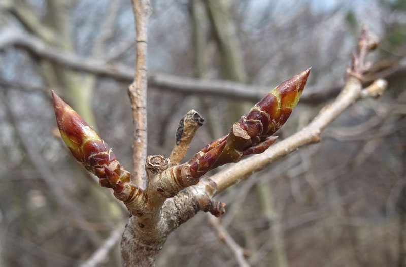 Populus tremula o alba ?