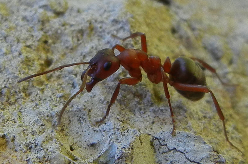 Formica (Raptiformica) sanguinea