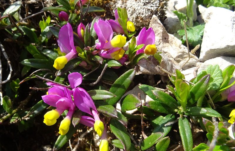 Polygaloides (=Polygala) chamaebuxus / Poligala falso-bosso
