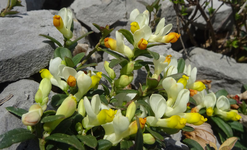 Polygaloides (=Polygala) chamaebuxus / Poligala falso-bosso