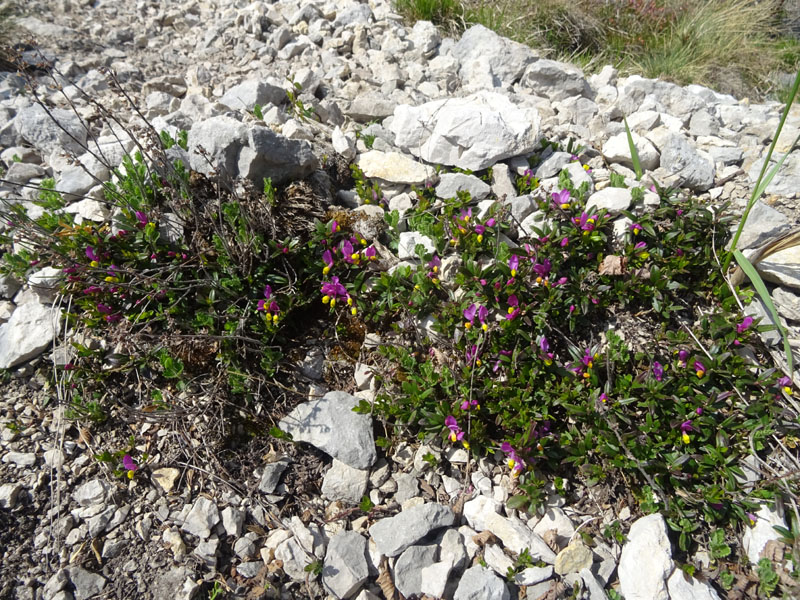 Polygaloides (=Polygala) chamaebuxus / Poligala falso-bosso